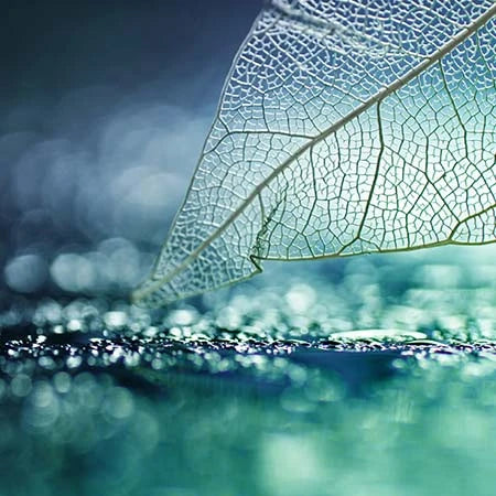 Leaves wall art featuring a close-up of a translucent leaf with intricate veins and soft light reflections on water — Leaves wall art collection for nature-inspired decor.