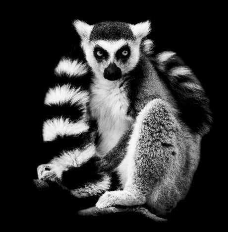 Lemur wall art in black and white featuring ring-tailed lemur with bold striped tail, wildlife photography print for modern and nature-inspired decor