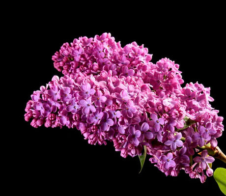 lilacs-wall-art-collection