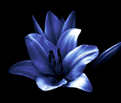 lily-wall-art-collection