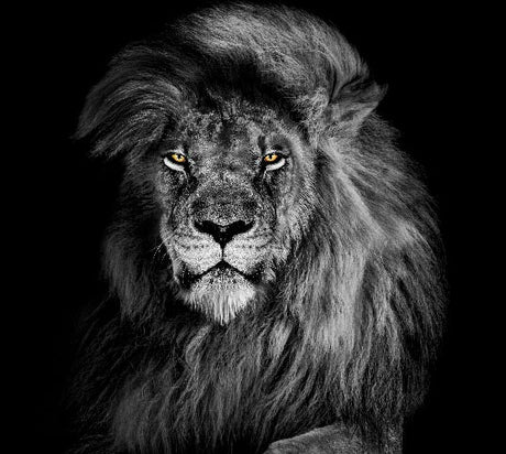 Lion wall art of majestic black and white lion portrait with golden eyes, bold wildlife artwork for modern and masculine home decor