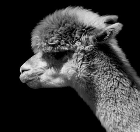 Llama wall art in black and white featuring close-up profile of fluffy llama, fine art wildlife photography print for rustic or modern home decor