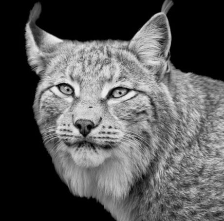 Lynx wall art in black and white featuring sharp portrait of wild lynx with tufted ears, fine art wildlife photography for modern rustic decor