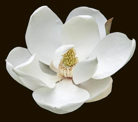 magnolia-wall-art-collection