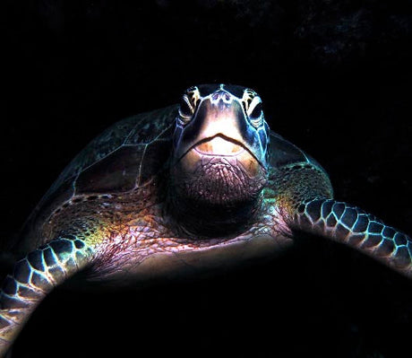 Marine life wall art featuring underwater close-up of sea turtle in dark ocean, fine art aquatic photography print for coastal and ocean-themed decor