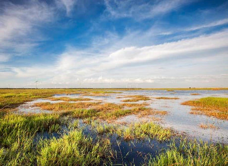 marsh-and-swamp-wall-art-collection