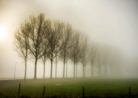mist-and-fog-wall-art-collection