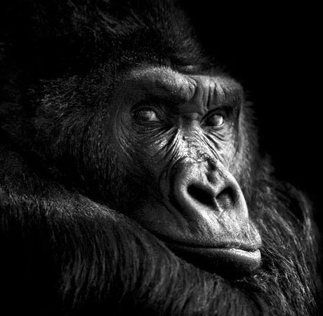 Monkey and ape wall art featuring dramatic black and white close-up of gorilla, fine art wildlife photography print for bold modern decor