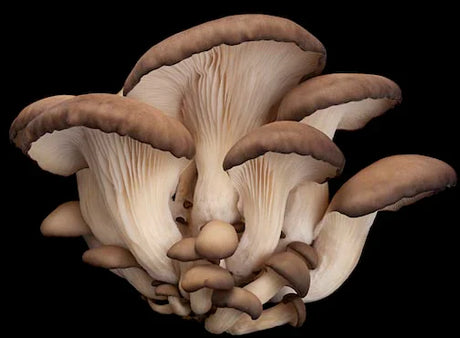 mushrooms-wall-art-collection
