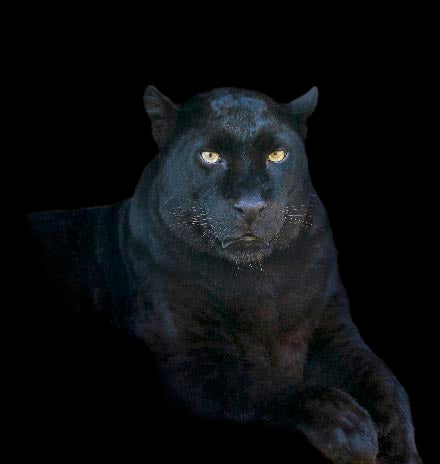 Panther wall art featuring intense black panther resting against dark background, fine art wildlife photography print for bold modern decor