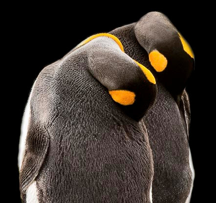 Penguin wall art featuring close-up of two sleeping emperor penguins with vibrant yellow markings, fine art wildlife print for modern arctic decor