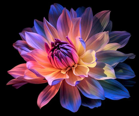 peony-wall-art-collection
