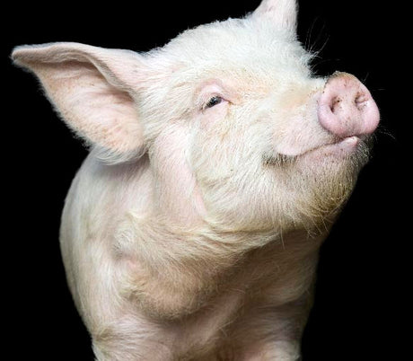 Pig wall art featuring close-up portrait of smiling pink pig against black background, fine art farm animal print for rustic or modern decor