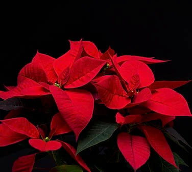 poinsettia-wall-art-collection