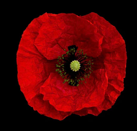 poppy-wall-art-collection