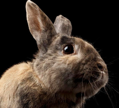 Rabbit wall art featuring close-up portrait of alert brown bunny against black background, fine art animal print for rustic or modern home decor