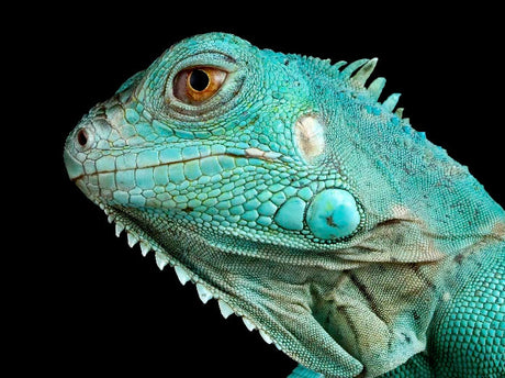 Reptile wall art featuring vibrant close-up of green iguana with detailed scales on black background, fine art wildlife print for exotic home decor