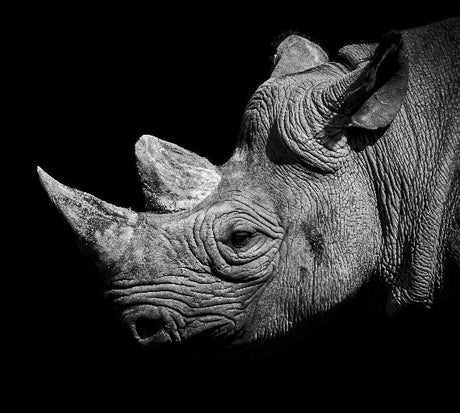 Rhinoceros wall art featuring dramatic black and white close-up of rhino profile, fine art wildlife photography print for bold modern home decor