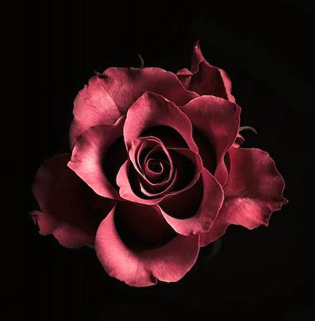 rose-wall-art-collection