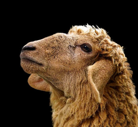 Sheep wall art featuring close-up profile of curly-haired sheep against black background, fine art farm animal print for rustic and modern decor