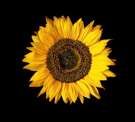 sunflower-wall-art-collection