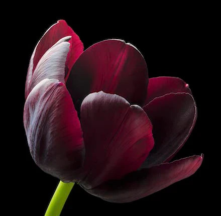 tulip-wall-art-collection