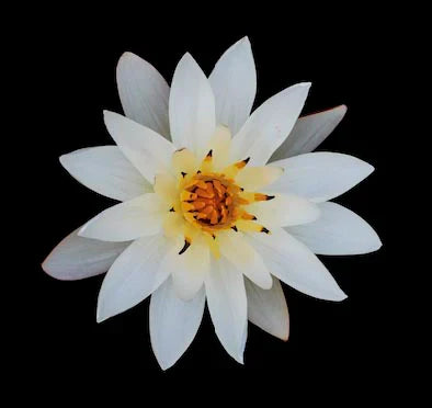 water-lily-wall-art-collection