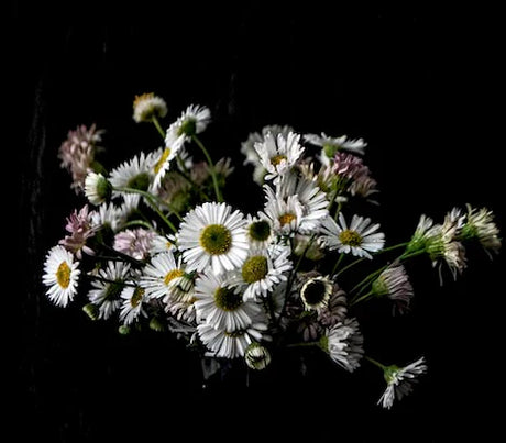 wildflowers-wall-art-collection
