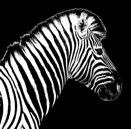 Zebra wall art featuring high-contrast black and white side profile of zebra against dark background, fine art wildlife print for modern decor