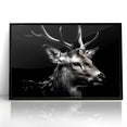 Majestic Antelope Wildlife Art - Stunning Black & White Antelope Canvas
