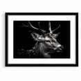 Majestic Antelope Wildlife Art - Stunning Black & White Antelope Canvas