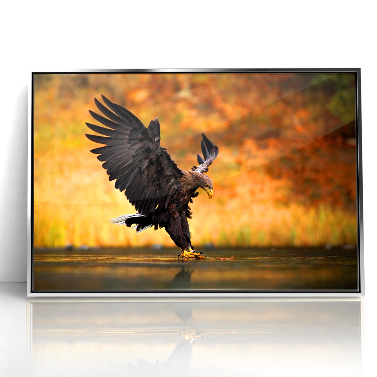 Majestic Birds of Prey Wildlife Art – Graceful Eagle Wall Decor Print