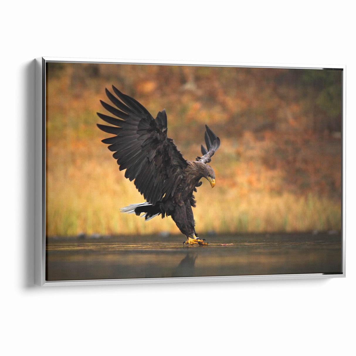 Majestic Birds of Prey Wildlife Art – Graceful Eagle Wall Decor Print