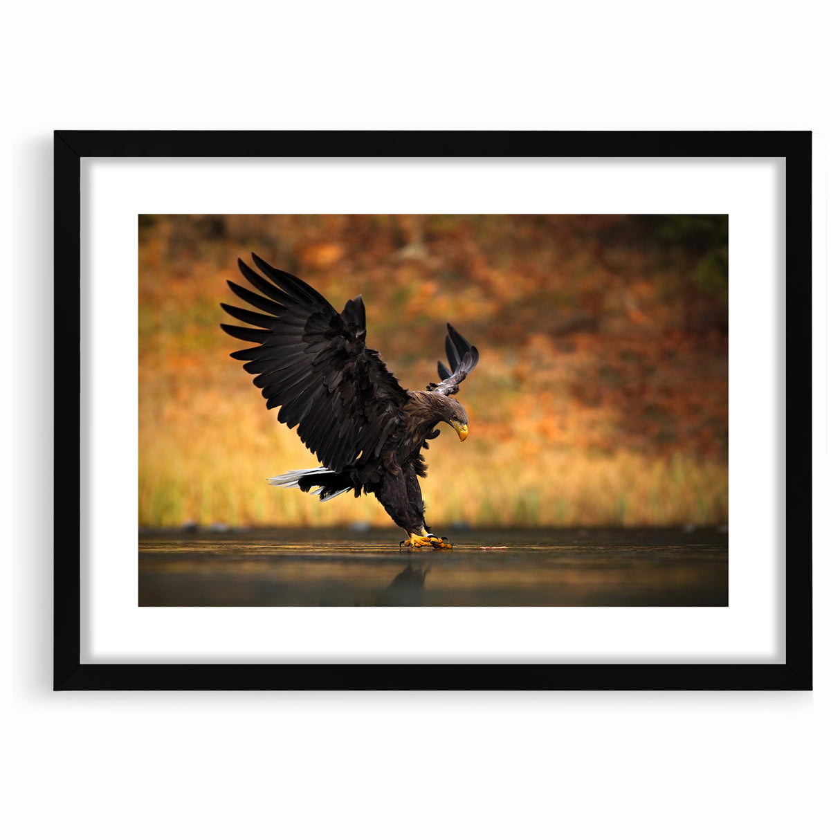 Majestic Birds of Prey Wildlife Art – Graceful Eagle Wall Decor Print