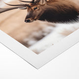 Graceful Antelope Wildlife Art - Elegant African Antelope Print Canvas