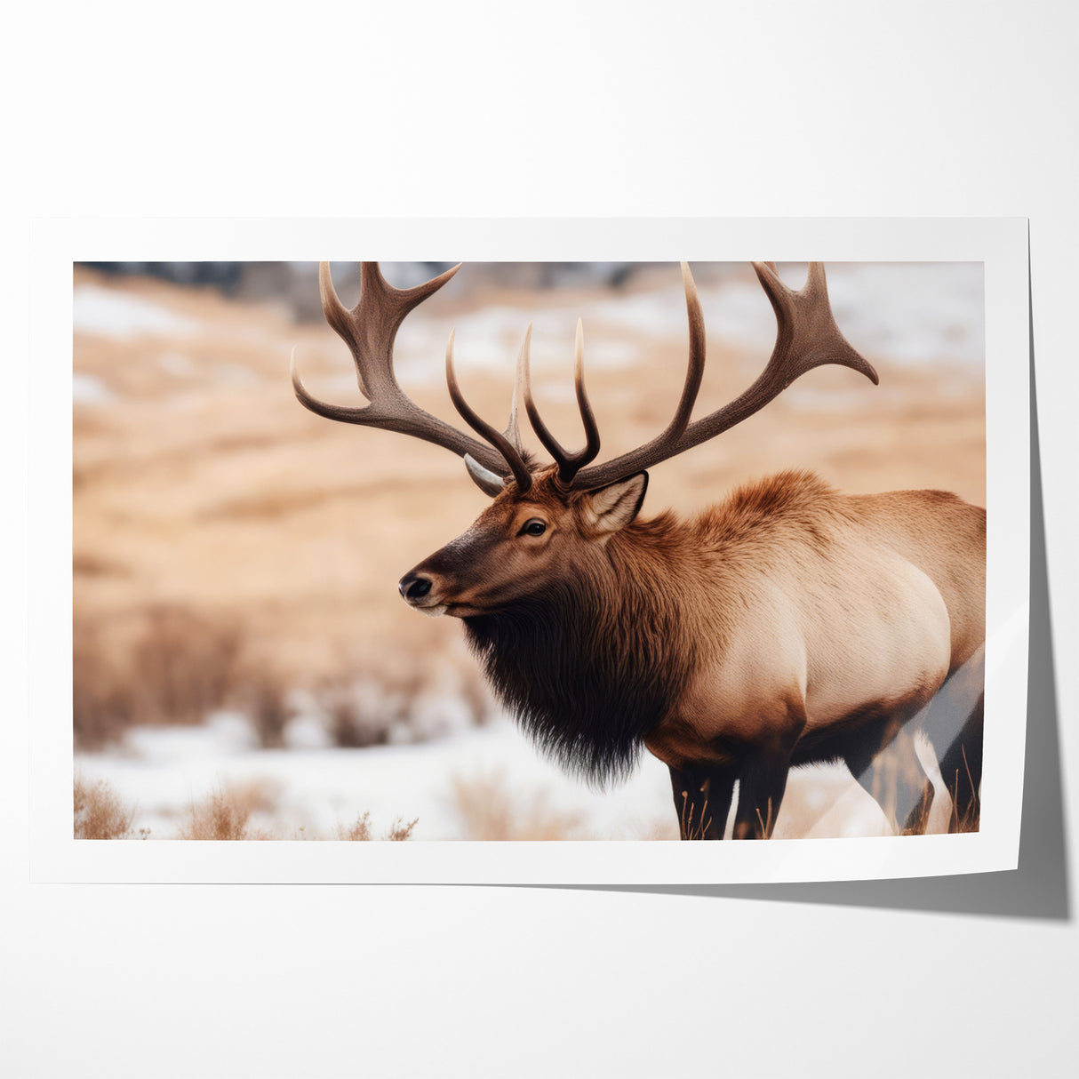 Graceful Antelope Wildlife Art - Elegant African Antelope Print Canvas