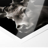 Majestic Antelope Wall Art - Elegant Wildlife Print in Stunning Detail
