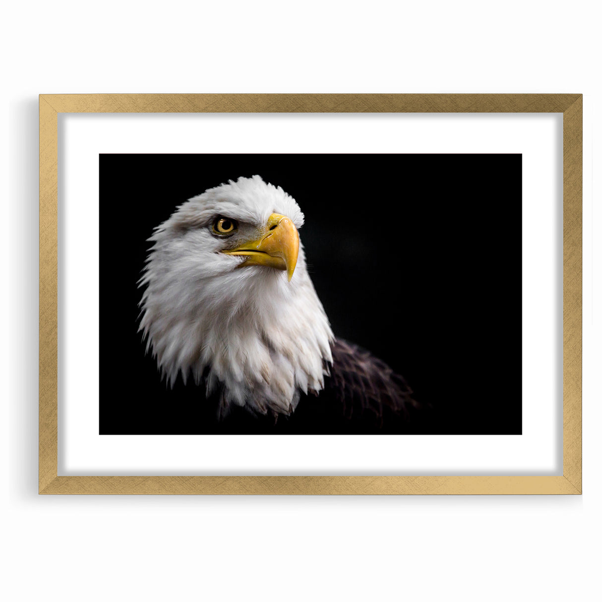Elegant Birds of Prey Wall Art – Majestic Bald Eagle Portrait Print