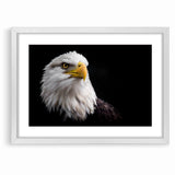 Elegant Birds of Prey Wall Art – Majestic Bald Eagle Portrait Print