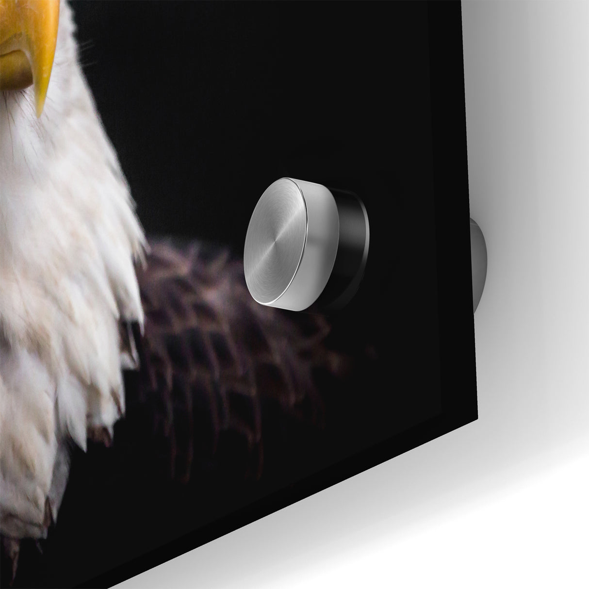 Elegant Birds of Prey Wall Art – Majestic Bald Eagle Portrait Print