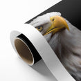 Elegant Birds of Prey Wall Art – Majestic Bald Eagle Portrait Print