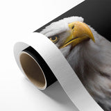 Elegant Birds of Prey Wall Art – Majestic Bald Eagle Portrait Print