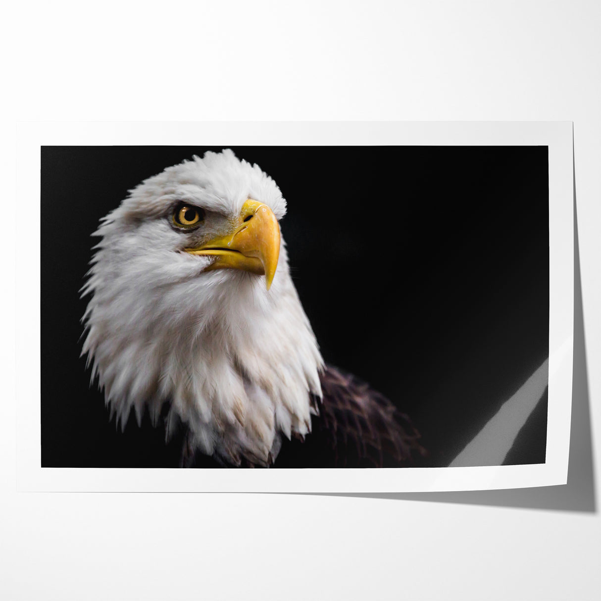 Elegant Birds of Prey Wall Art – Majestic Bald Eagle Portrait Print