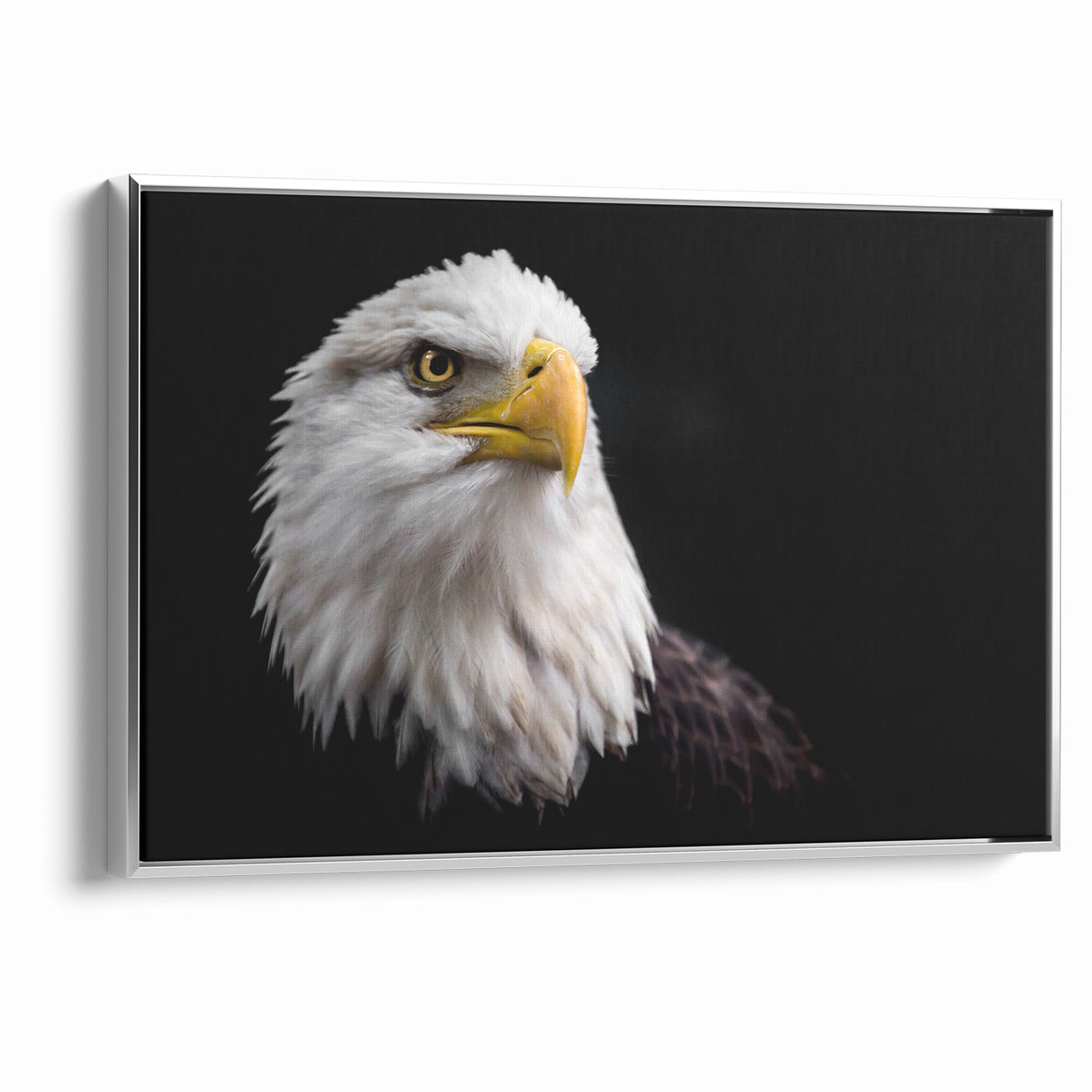 Elegant Birds of Prey Wall Art – Majestic Bald Eagle Portrait Print