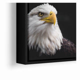 Elegant Birds of Prey Wall Art – Majestic Bald Eagle Portrait Print