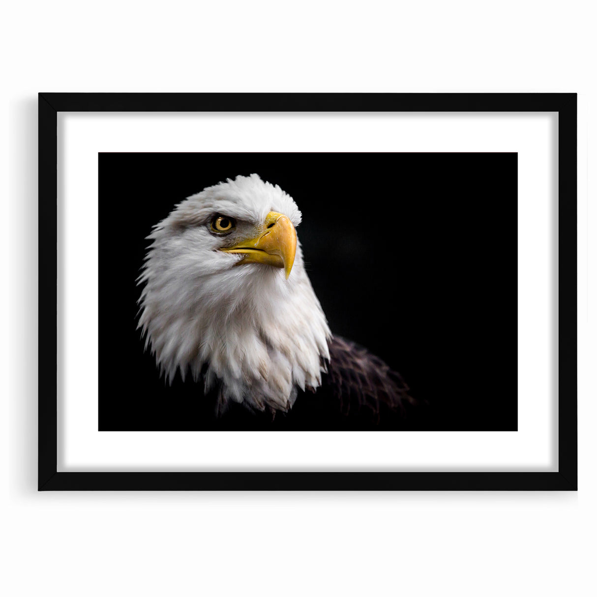 Elegant Birds of Prey Wall Art – Majestic Bald Eagle Portrait Print
