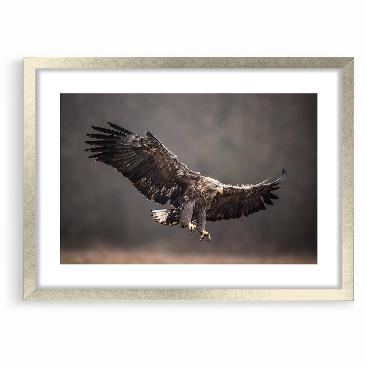Powerful Birds of Prey Wall Art – Eagle in Flight Wildlife Canvas Print