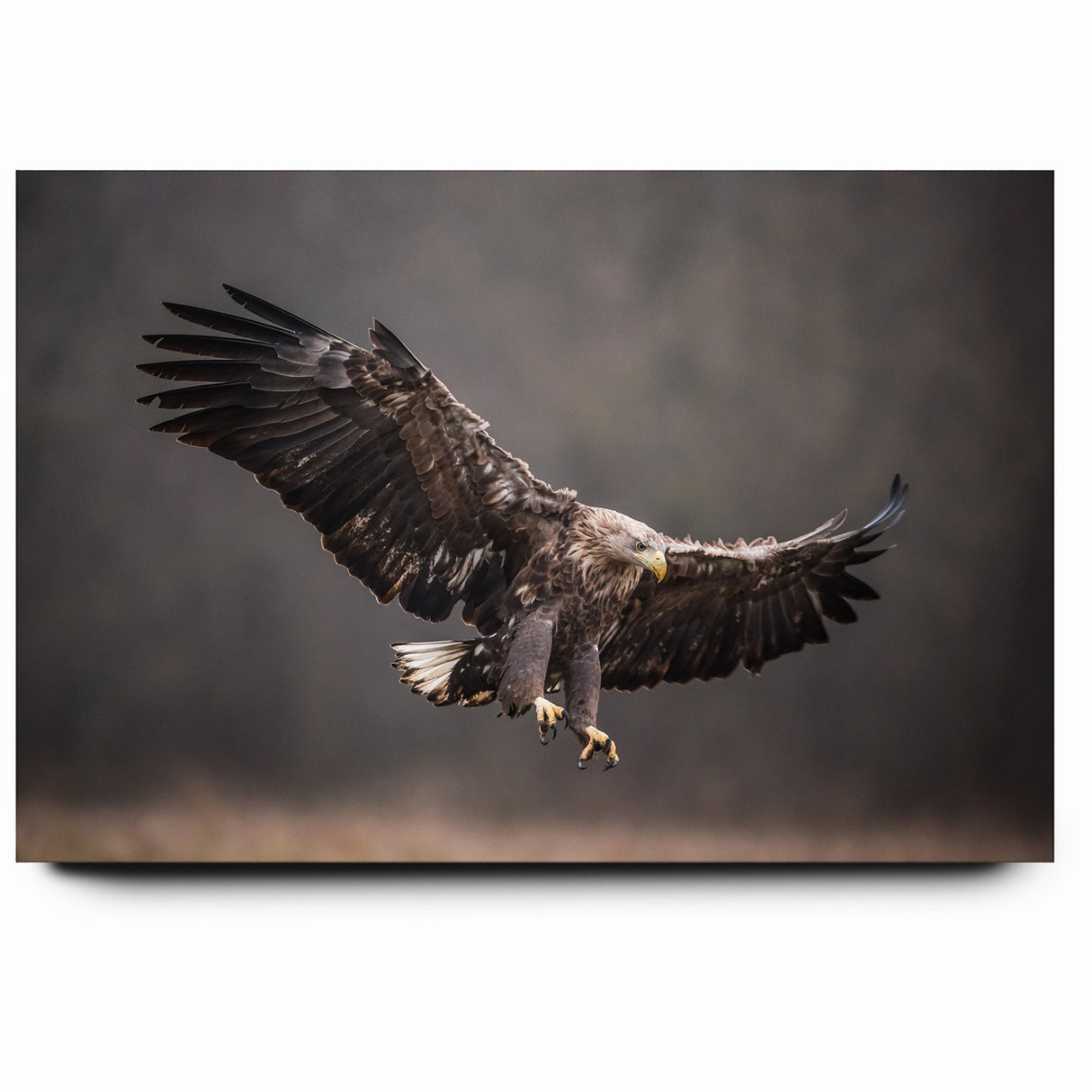 Powerful Birds of Prey Wall Art – Eagle in Flight Wildlife Canvas Print