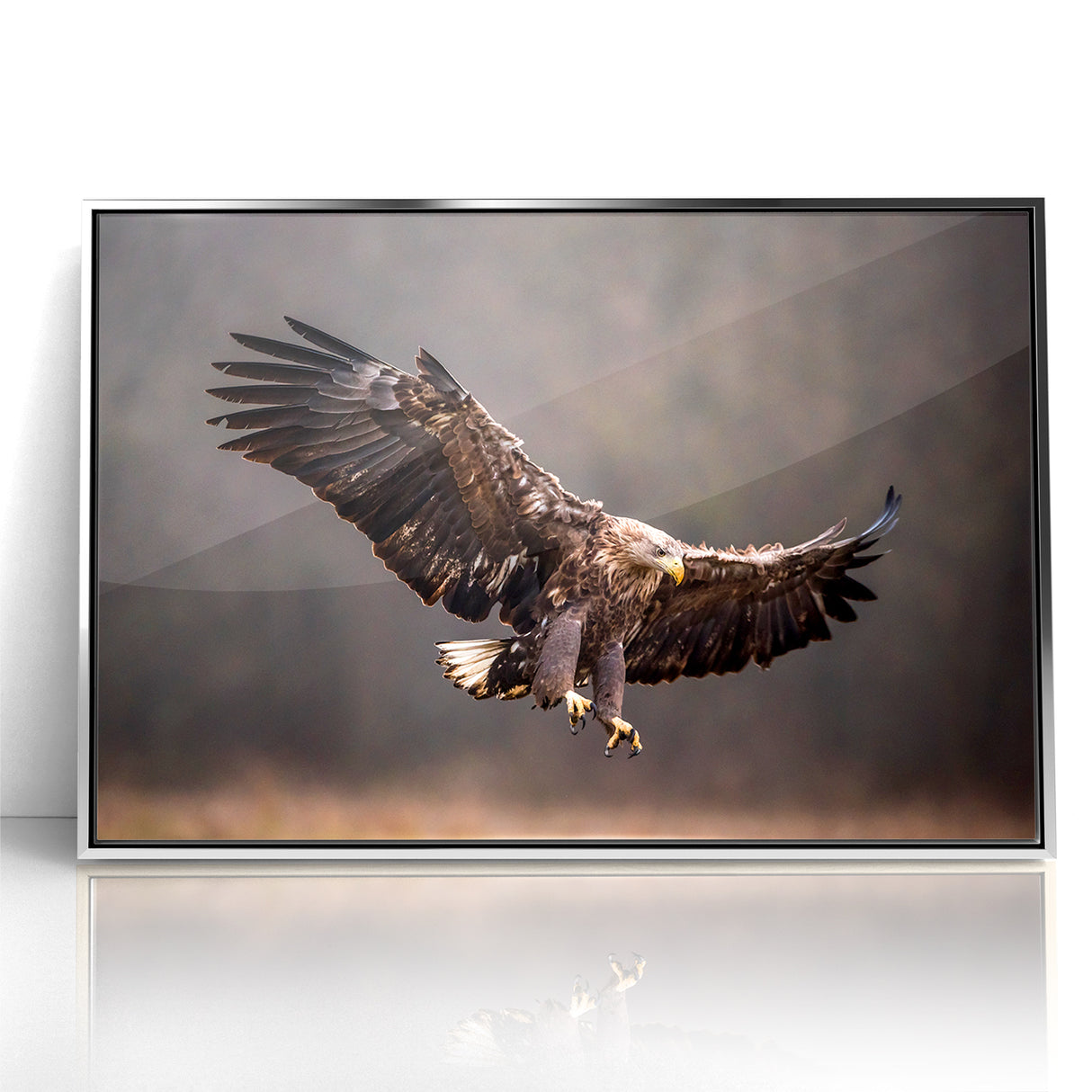 Powerful Birds of Prey Wall Art – Eagle in Flight Wildlife Canvas Print