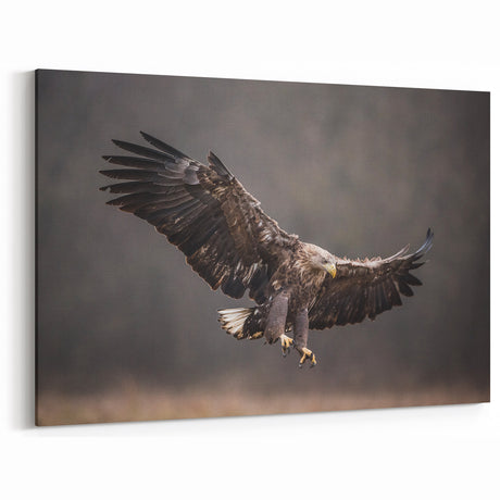 Powerful Birds of Prey Wall Art – Eagle in Flight Wildlife Canvas Print
